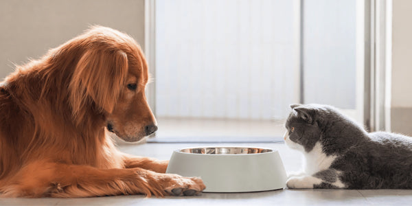 How to Keep Your Dog Happy & Healthy Every Day