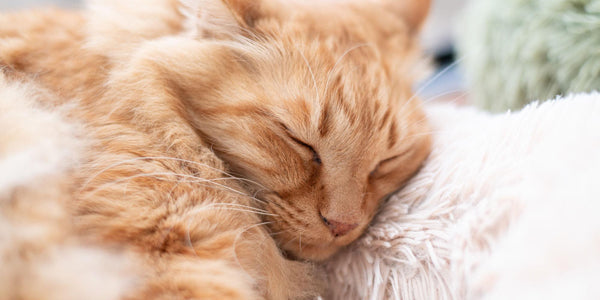Secrets to a Happy & Relaxed Indoor Cat