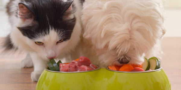 Best Nutrition Tips for a Strong & Active Pet