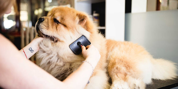 Essential Grooming Tips for a Clean and Healthy Pet