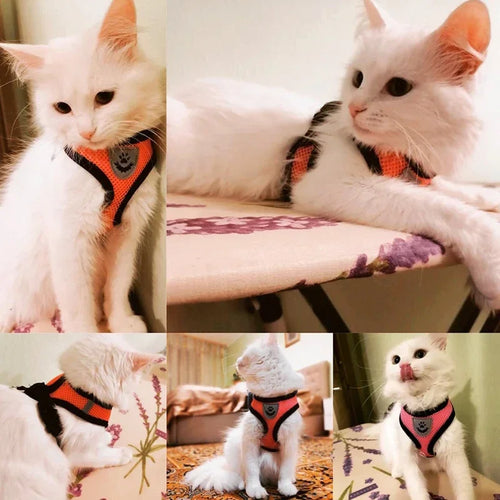 Adjustable Mesh Cat Harness Vest – Breathable Walking Leash for Small & Medium Pets