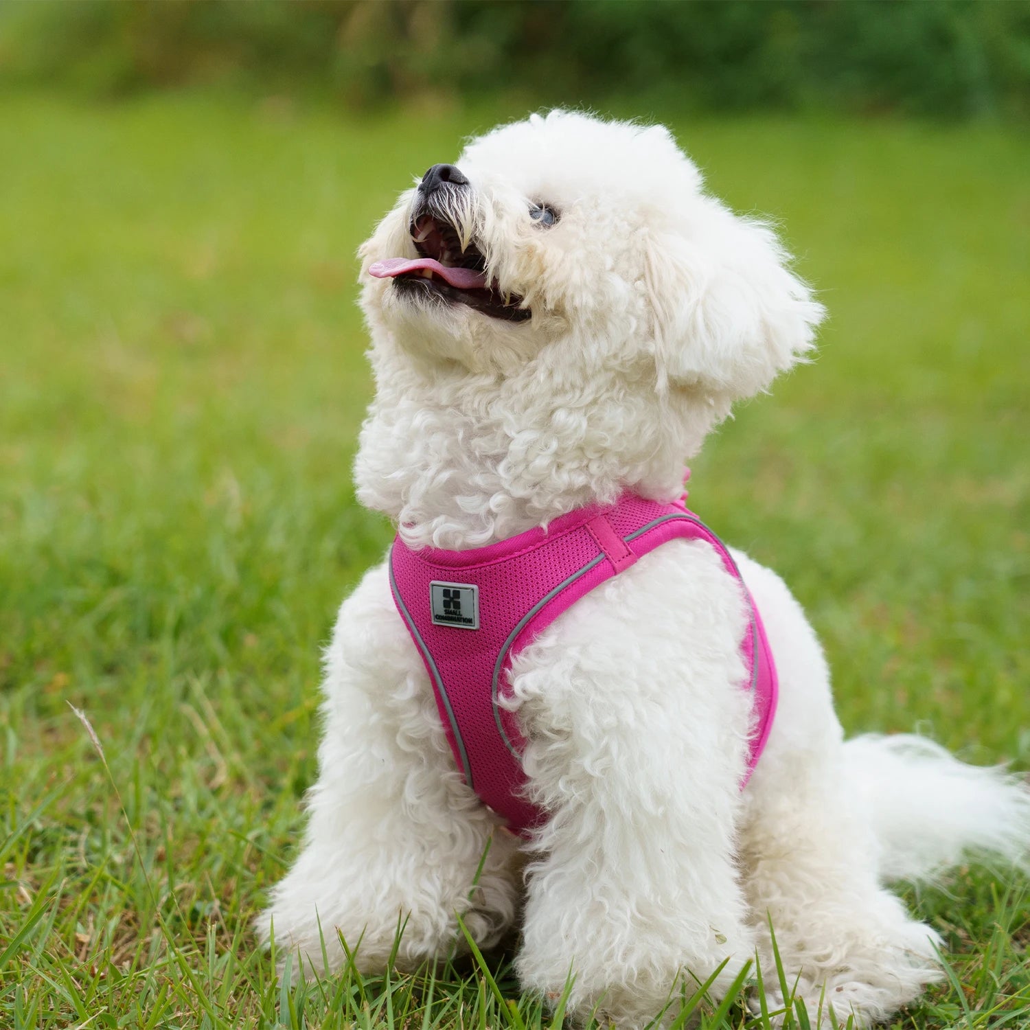 Adjustable Dog Harness & Leash Set – Reflective Vest for Small & Medium Dogs